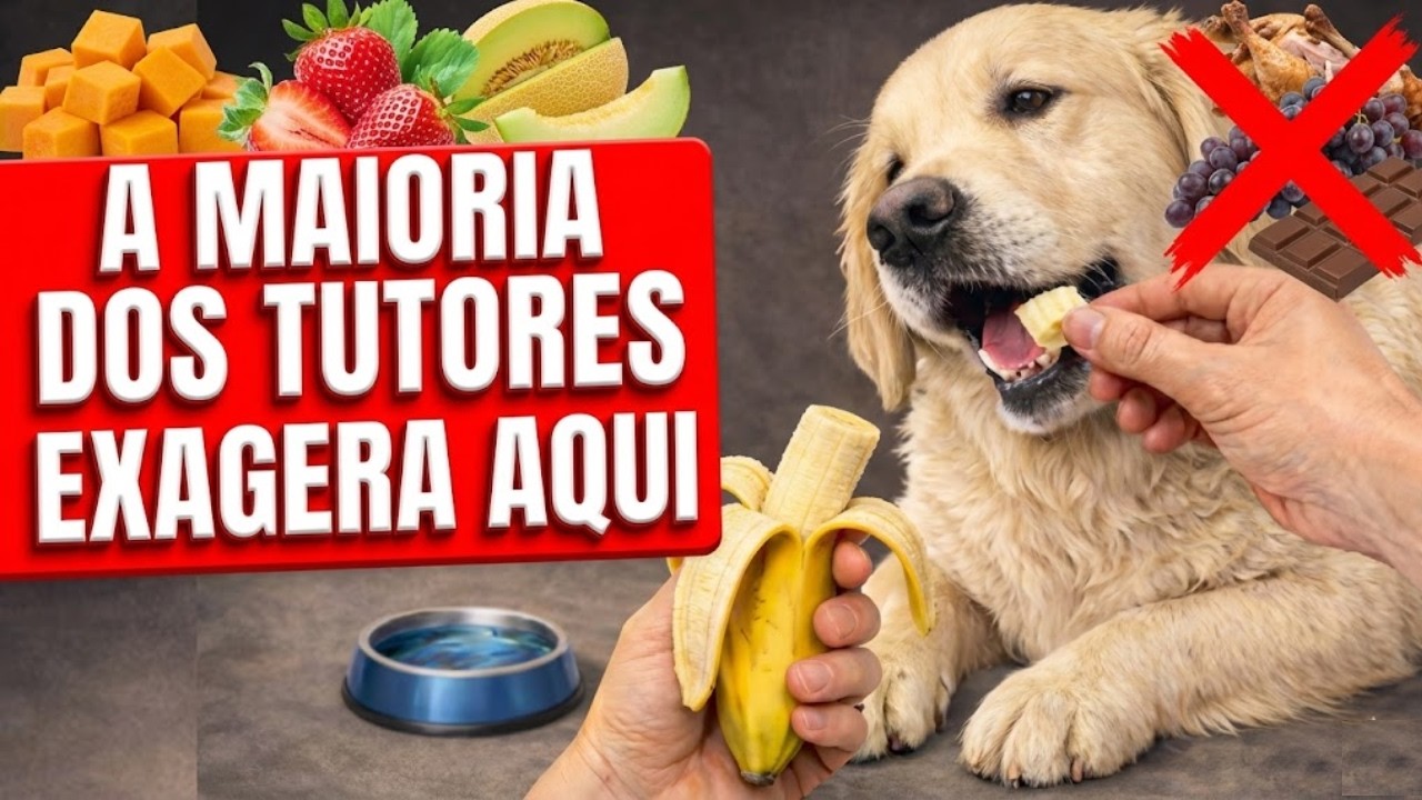 22 Comidas De Humano Que Cachorro PODE Comer (Guia Completo)
