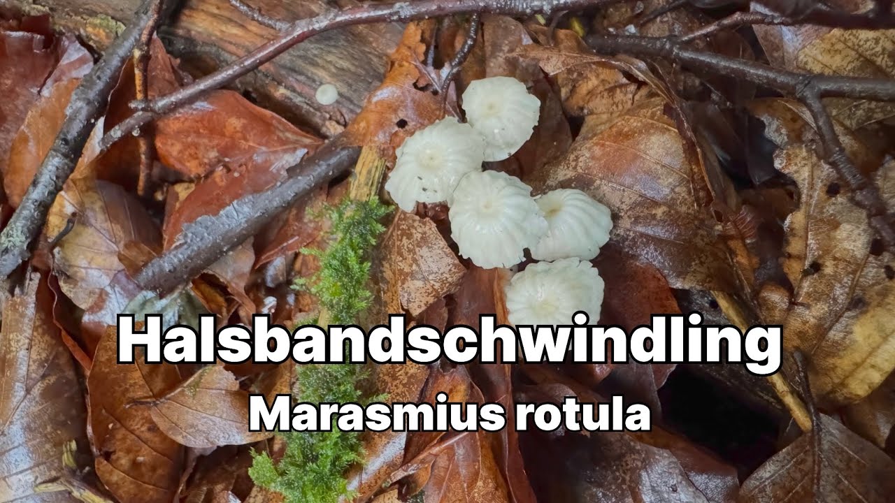 Halsbandschwindling - Pilze unter der Lupe 