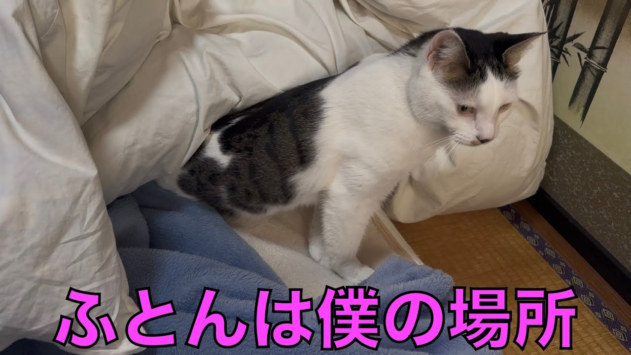 保護猫ナターシャの523日目：もう僕の家さ
