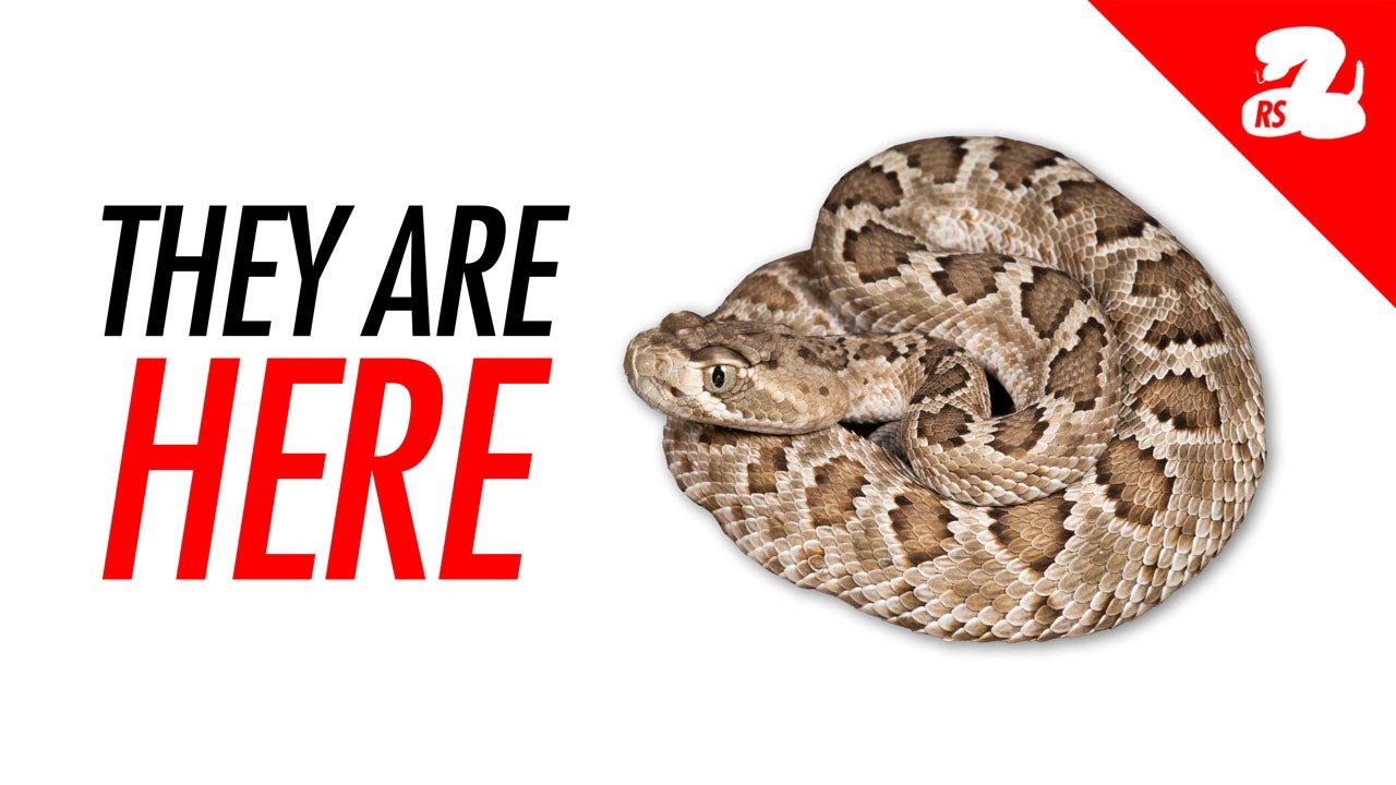 Baby Rattlesnake Season: What You Need to Know