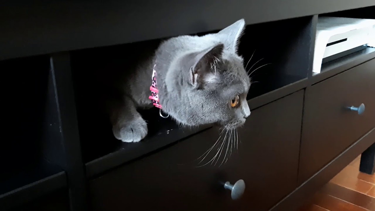 Kolejne pierwsze chwile w nowym domu / british shorthair cat