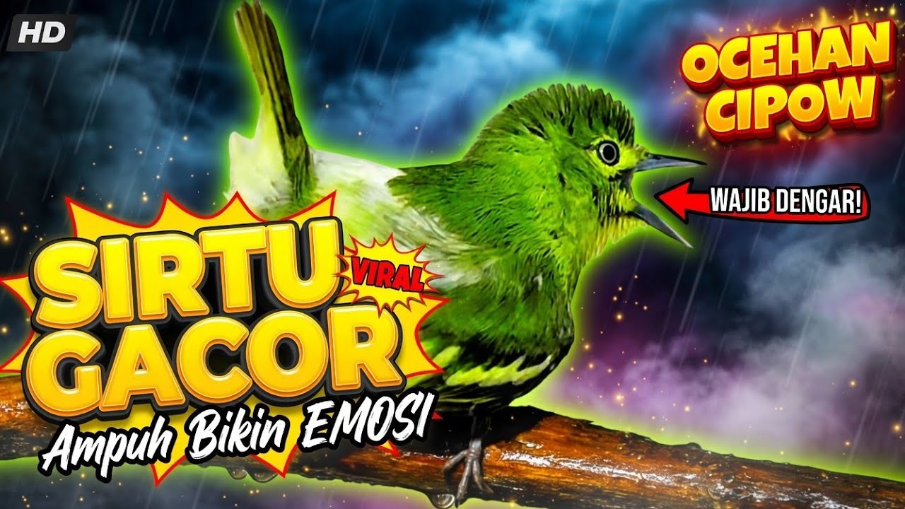 Sirtu/Cipoh Paling Gacor,teruji ampuh 100% Bikin EMOSI Lawan.
