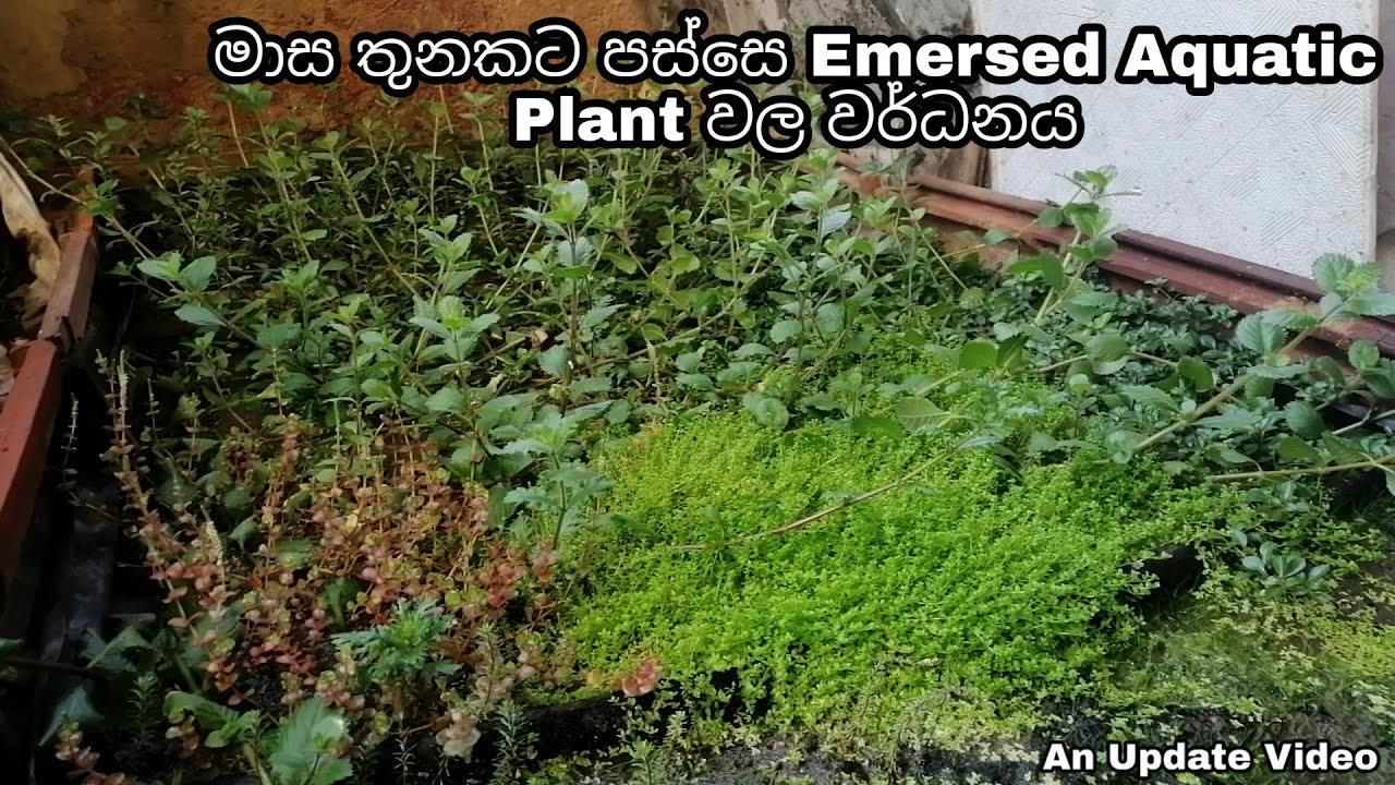 Growth of My Emersed Aquatic Plants after Three Months.