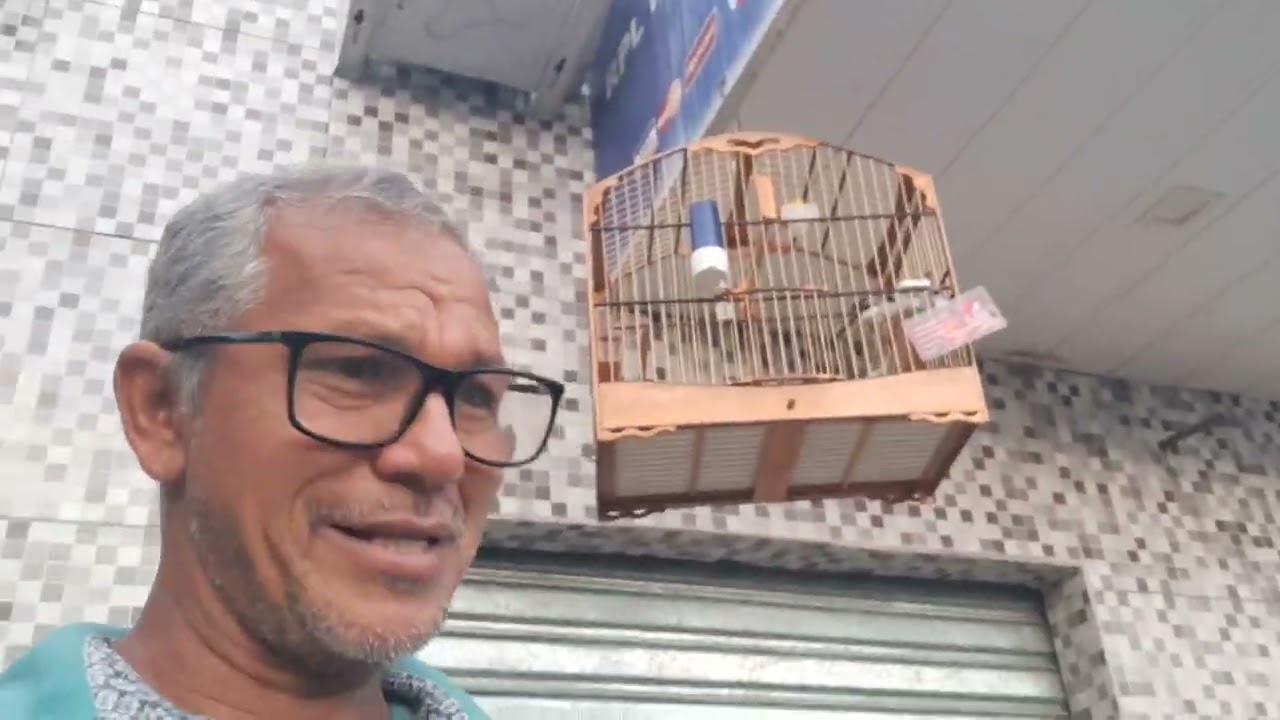 Galo de campina ARREPIOU A CABEÇA é macho ou FÊMEA é porque faz isso?