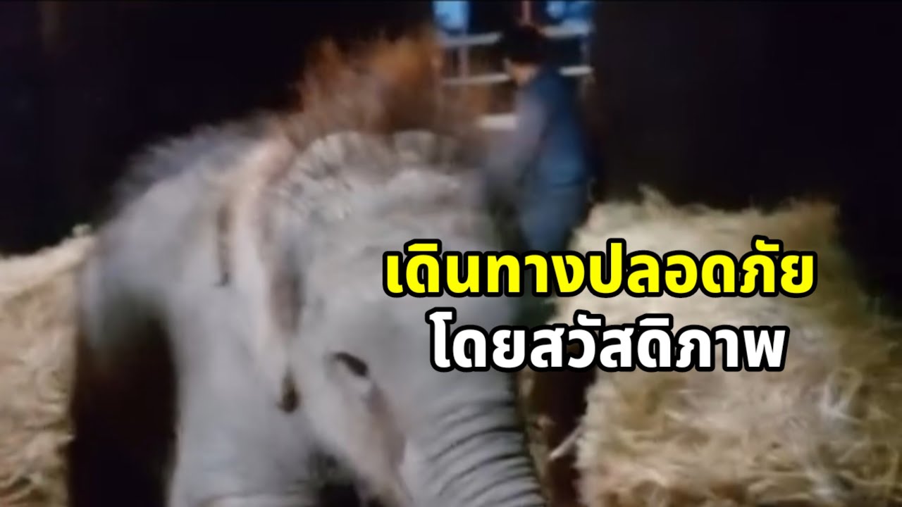 ล้อหมุนแล้ว น้องมีนา เดินทางจากกระบกคู่ มุ่งหน้าสู่ ศูนย์อนุรักษ์ช้างไทย จ.ลำปาง