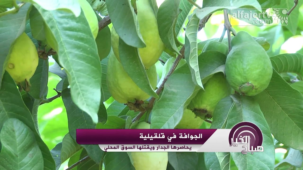 الجوافة في قلقيلية يحاصرها الجدار ويقتلها السوق المحلي