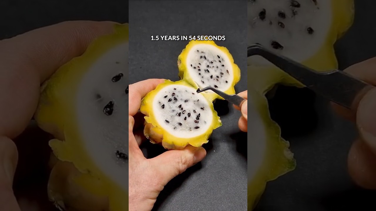 1.5 years in 54 seconds - Dragon fruit cactus timelapse