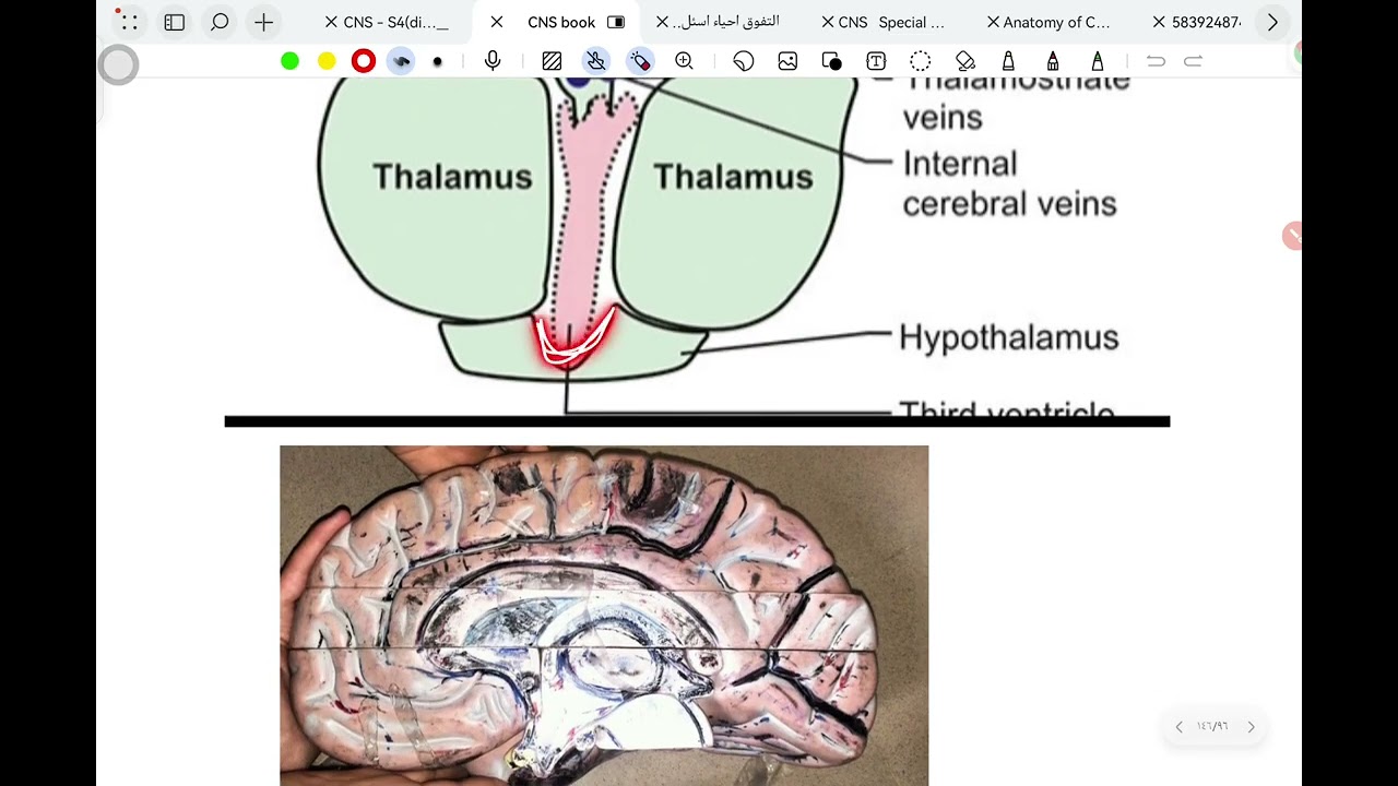 Diencephalon part2