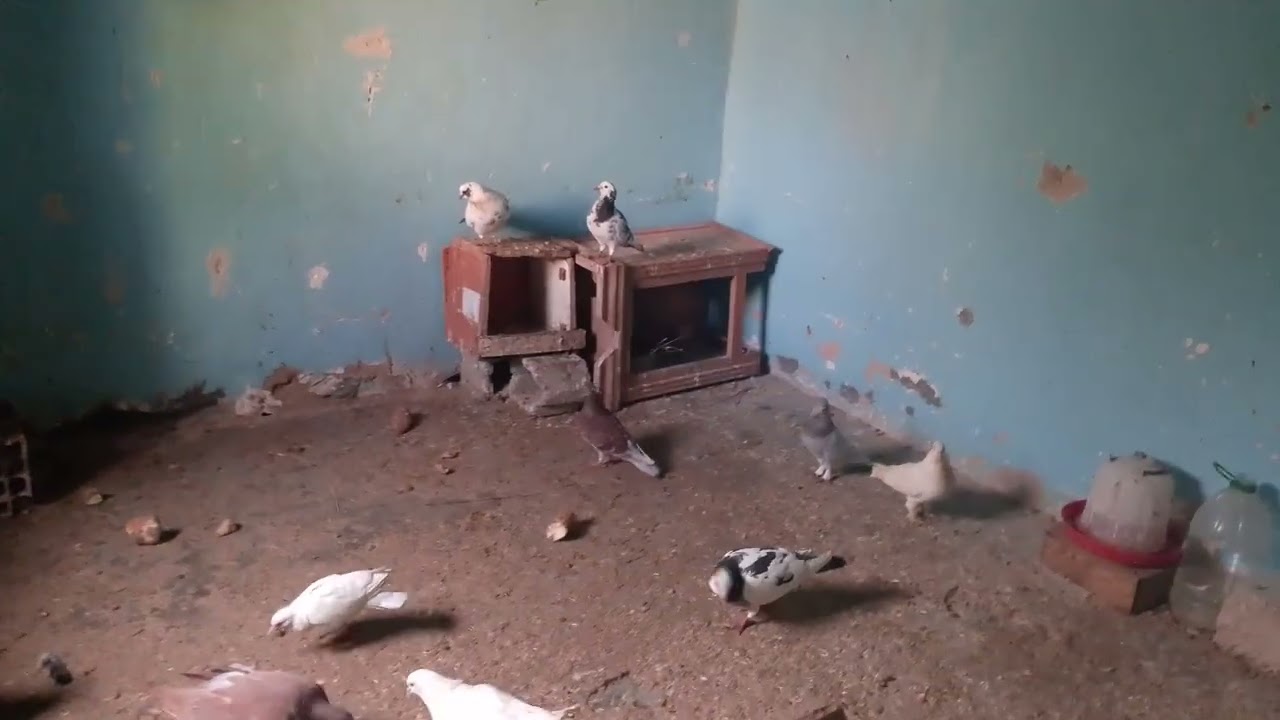 شريت كوبلا جديدا🤔🤔+جبت حارس الحمام♥️♥️