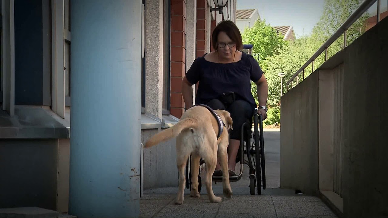Koira on liikuntavammaiselle jokapäiväinen apuväline  | Veikkaus