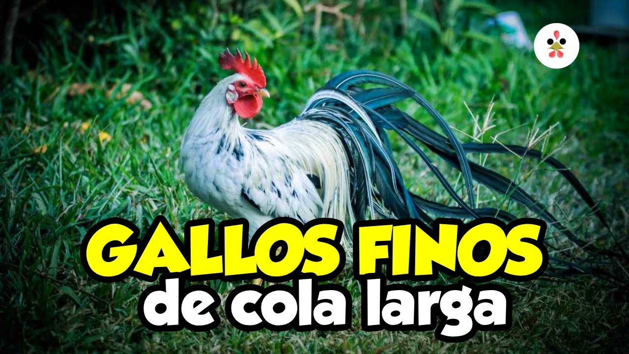 7 IMPRESIONANTES RAZAS de GALLINAS de COLA LARGA 🐓🐔