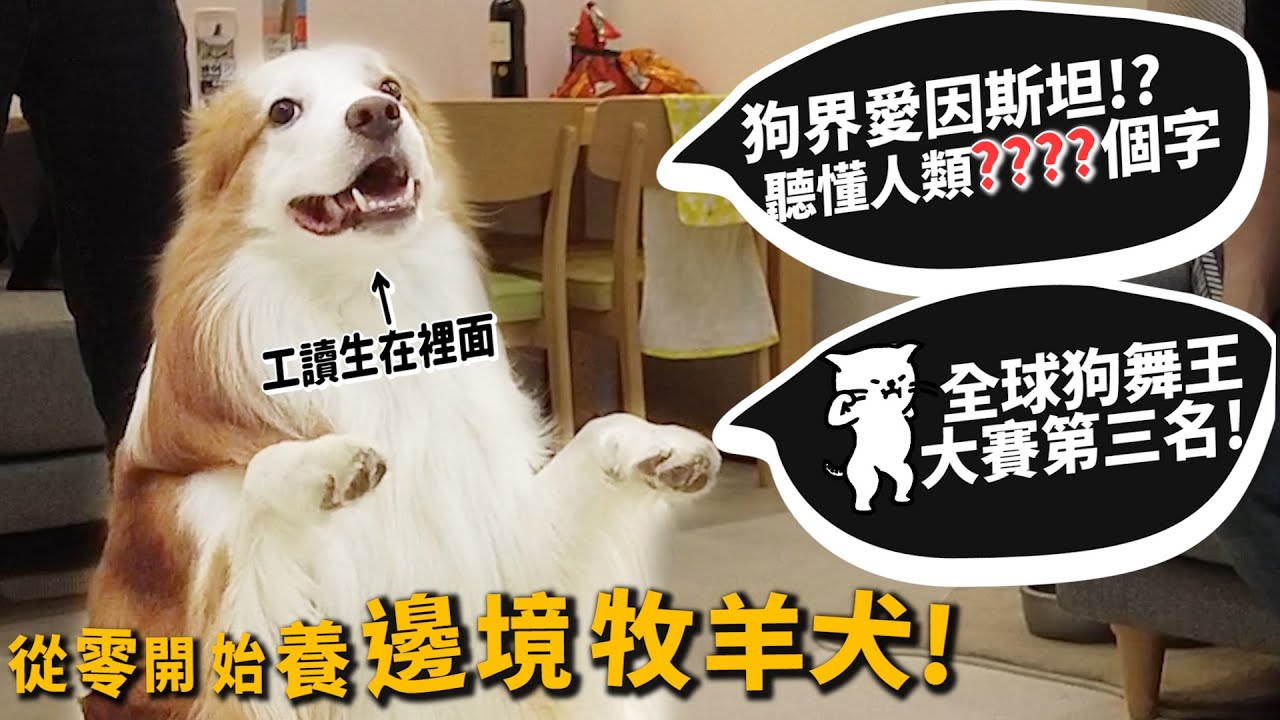 【從零開始養】邊境牧羊犬!狗界愛因斯坦!可以聽懂人類多少字?狗界舞王第三名!【許伯簡芝】Border Collie