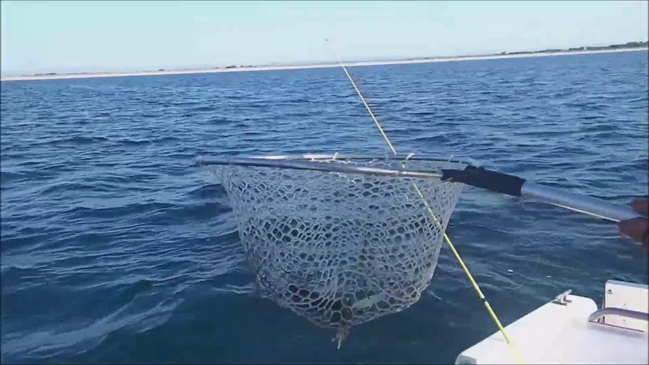 pilou34 présente pêche de la seiche Marseillan plage
