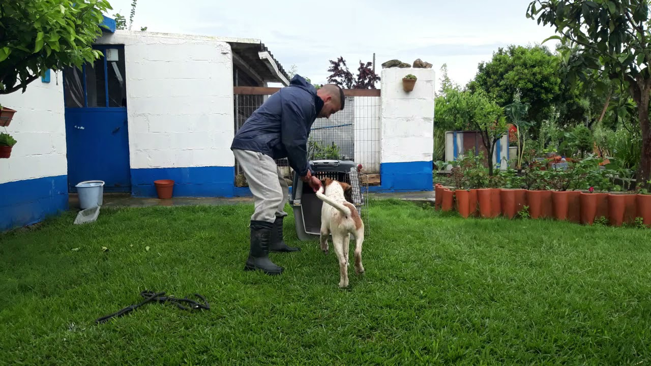Rafeiro do Alentejo treino