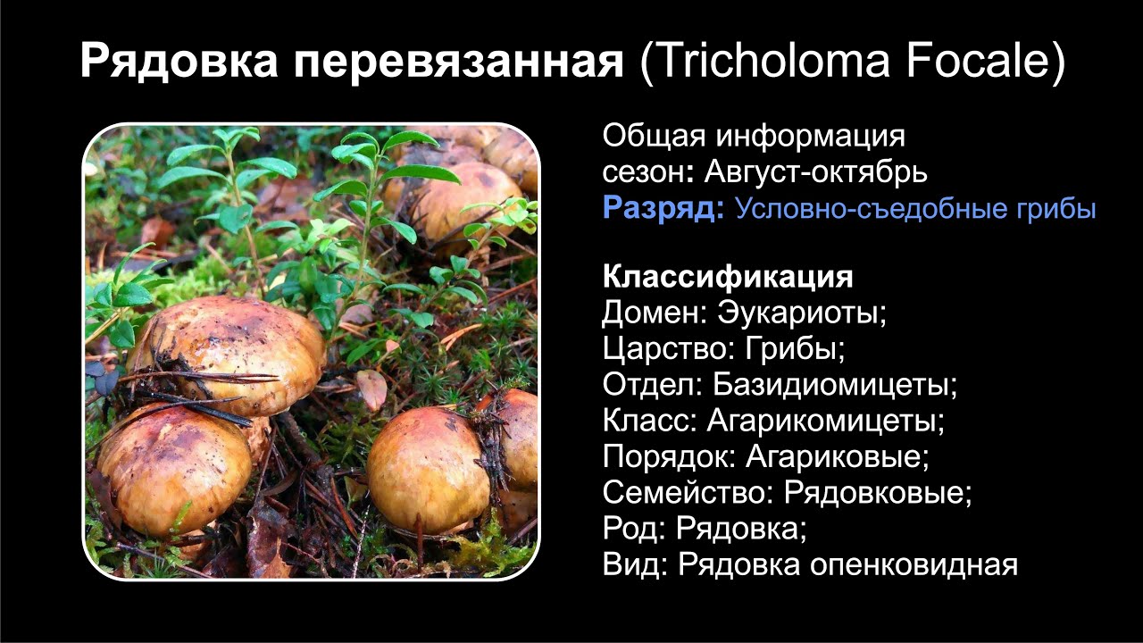 Рядовка перевязанная (Tricholoma Focale)