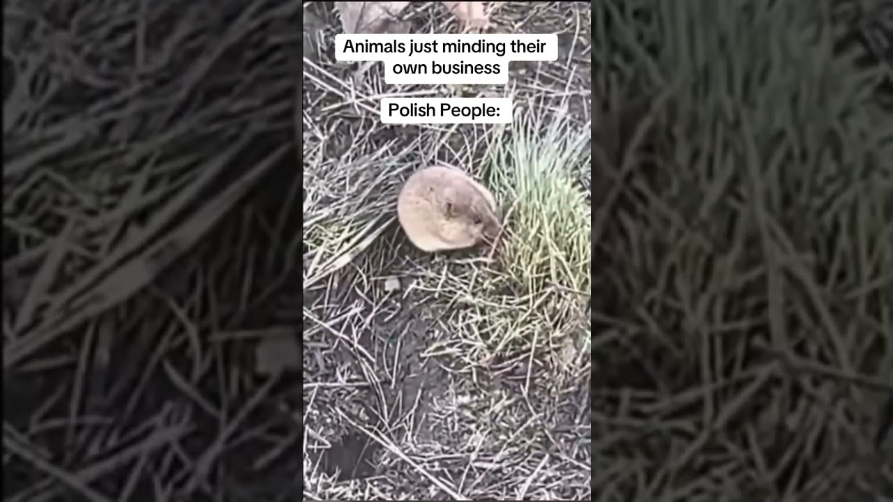 KURWA.                                          #kurwa #bober #poland #animal #animals #funny #meme
