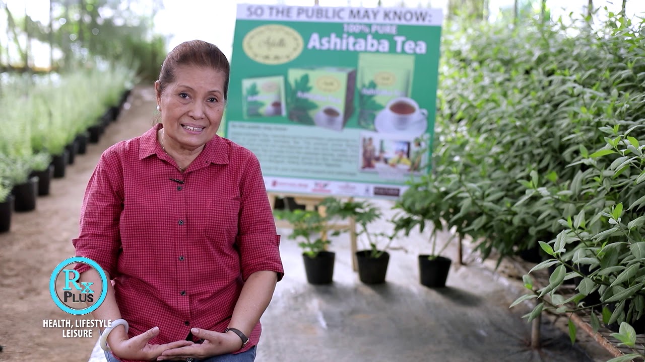 RX PLUS- ASHITABA- BENEFITS OF THE PLANT