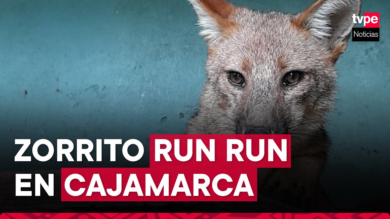 Cajamarca: visita al famoso zorrito Run Run en la Granja Porcón