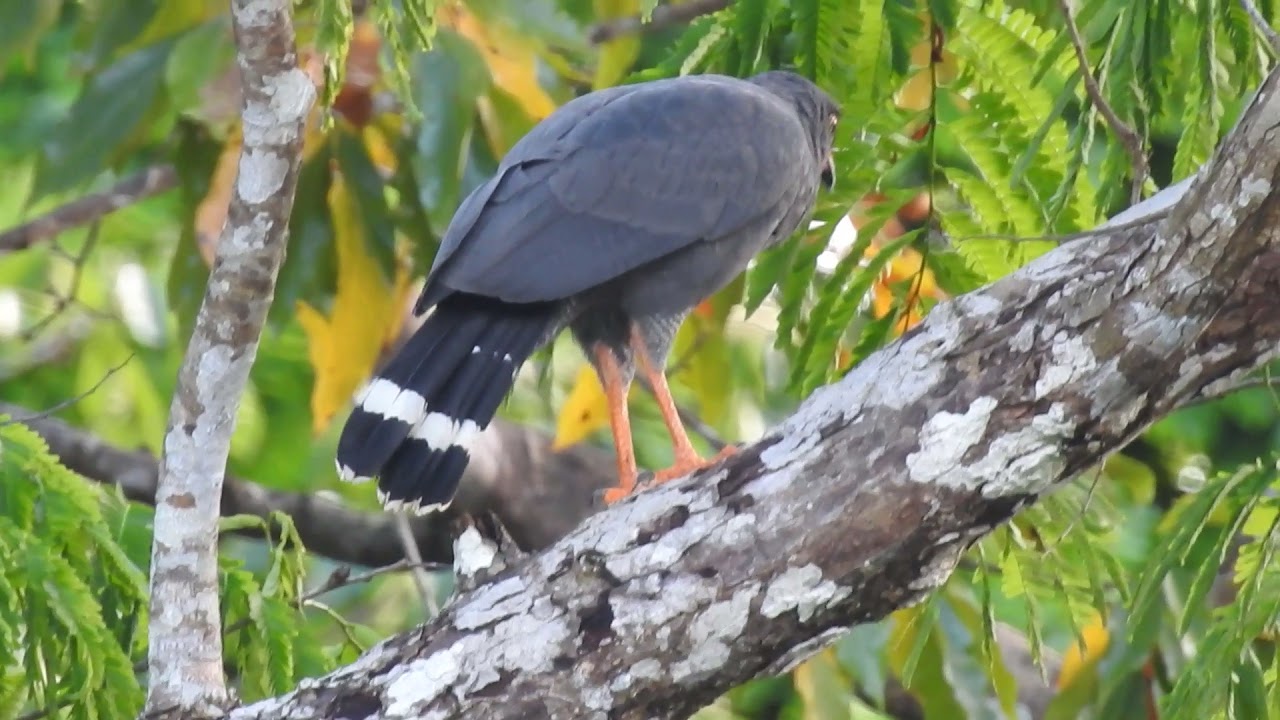 AVES DA AMAZ&Ocirc;NIA - gavi&atilde;o-azul 3 (Buteogallus schistaceus)