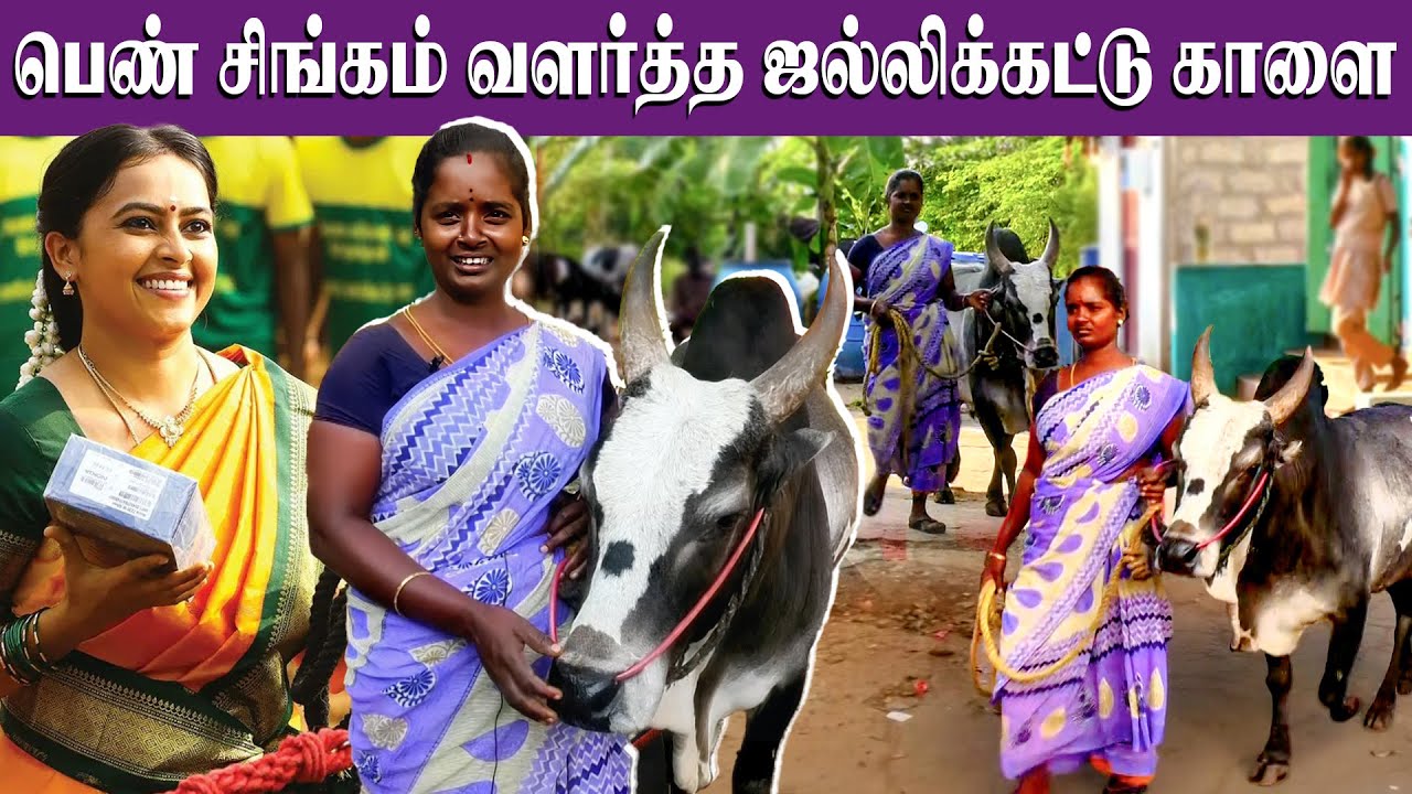 என் மூன்றாவது மகன் இவன்!❤️🔥 | பெண் சிங்கம் வளர்த்த ஜல்லிக்கட்டு காளை | Madurai Jallikattu 2025