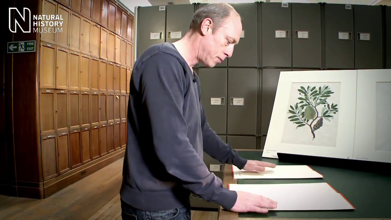 First Fleet artworks: A snapshot of Australia's unique flora and fauna | Natural History Museum