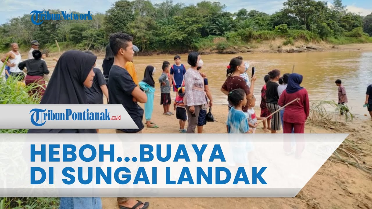 🔴 HEBOH Buaya Kembali Muncul di Sungai Landak, Dekat Pemukiman Warga Tanjung❗