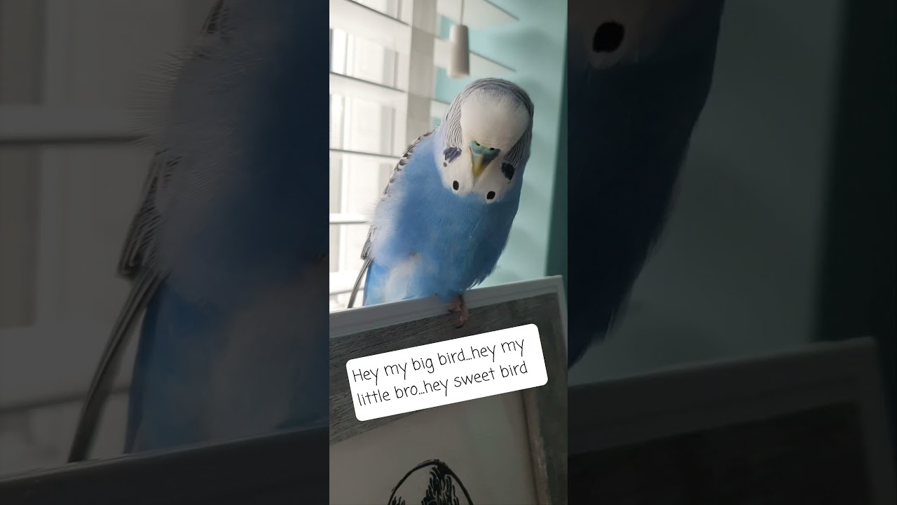Talking Budgie with cute english accent- Little Bro loves to talk 🐦💙