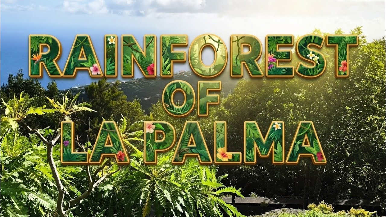 Trekking Through La Palma’s Hidden Rainforest  | Unbelievable Views of Gran Canaria!!!!