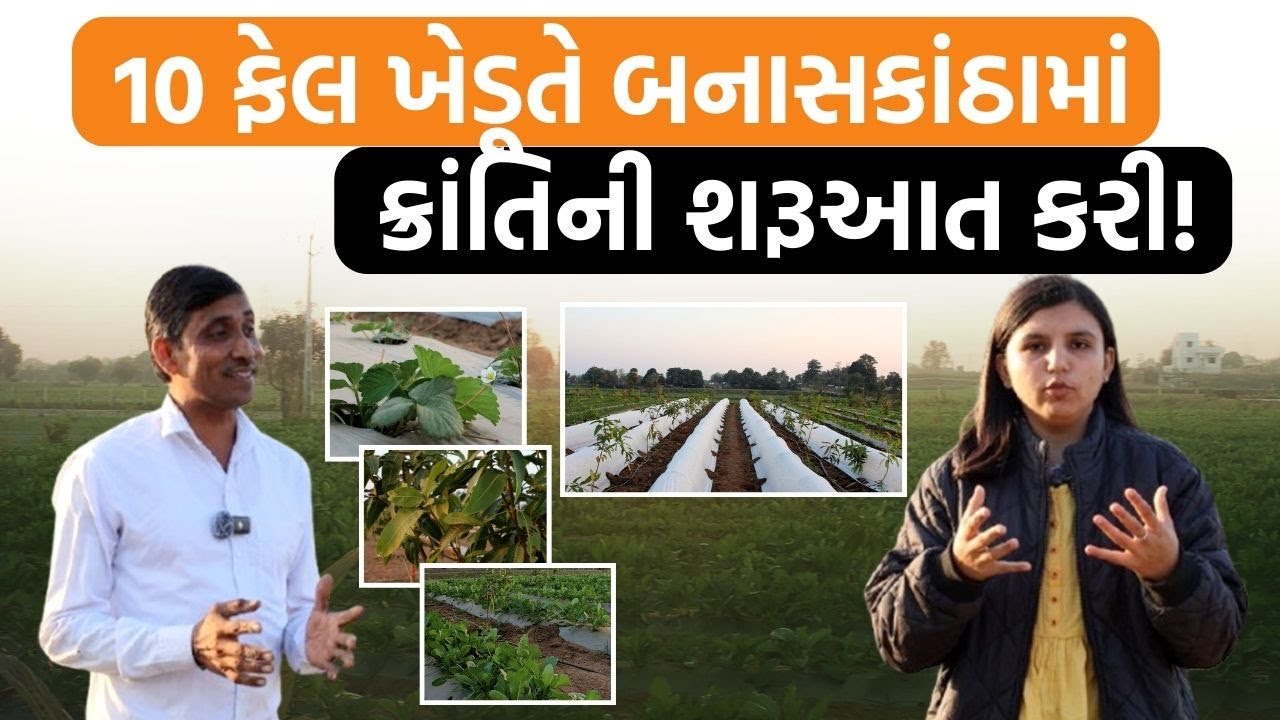 કરોડપતિ માણસે ખેતી શું કામ શરૂ કરી?। Banaskanthaના Rajubhai joshiના Organic Farmને જુઓ