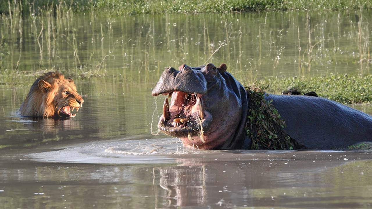 RAJA HUTAN KETAR KETIR! Lagi Berenang Malah Diserang Kuda NIL, 9 Momen MENEGANGKAN Singa VS Kuda Nil