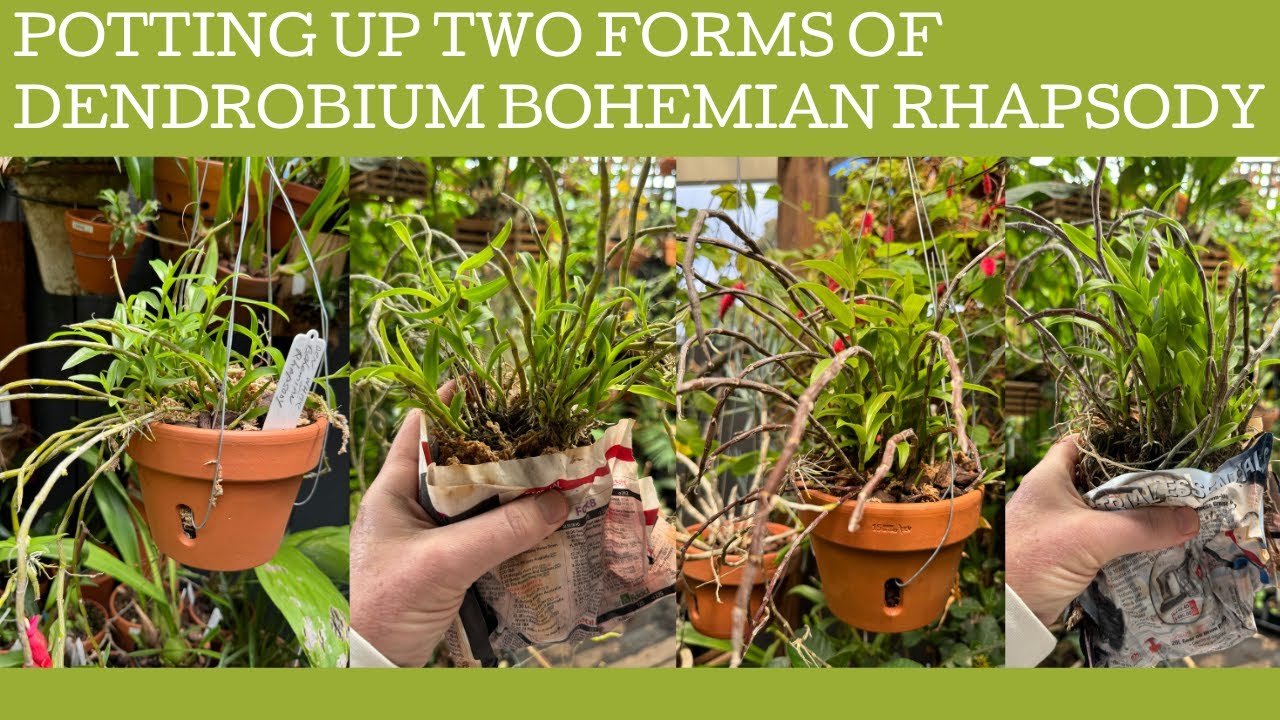 Высаживаю две формы Dendrobium Bohemian Rhapsody!