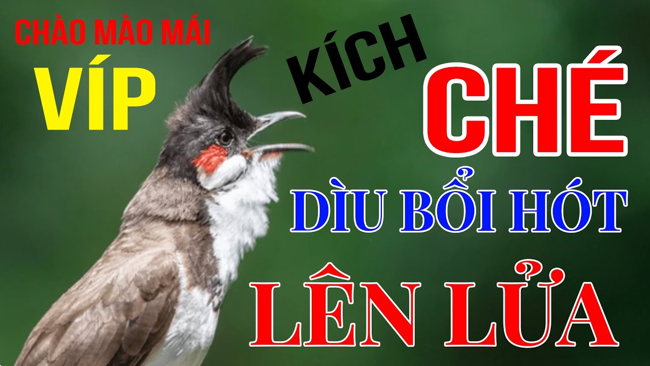 Chào mào mái hót kích trống #chaomaomai