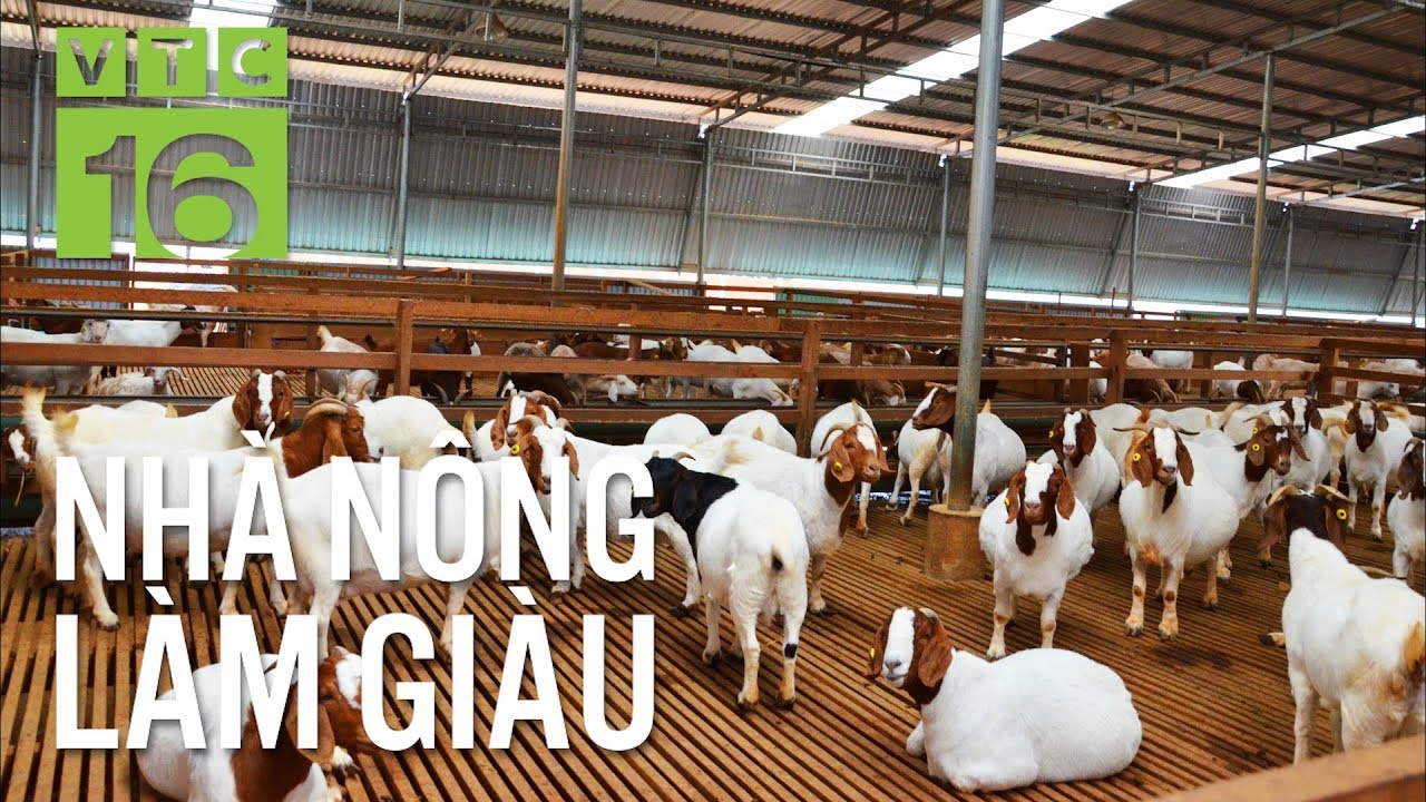 Bệnh nấm da ở d&ecirc;: T&aacute;c hại v&agrave; c&aacute;ch ph&ograve;ng trị I VTC16