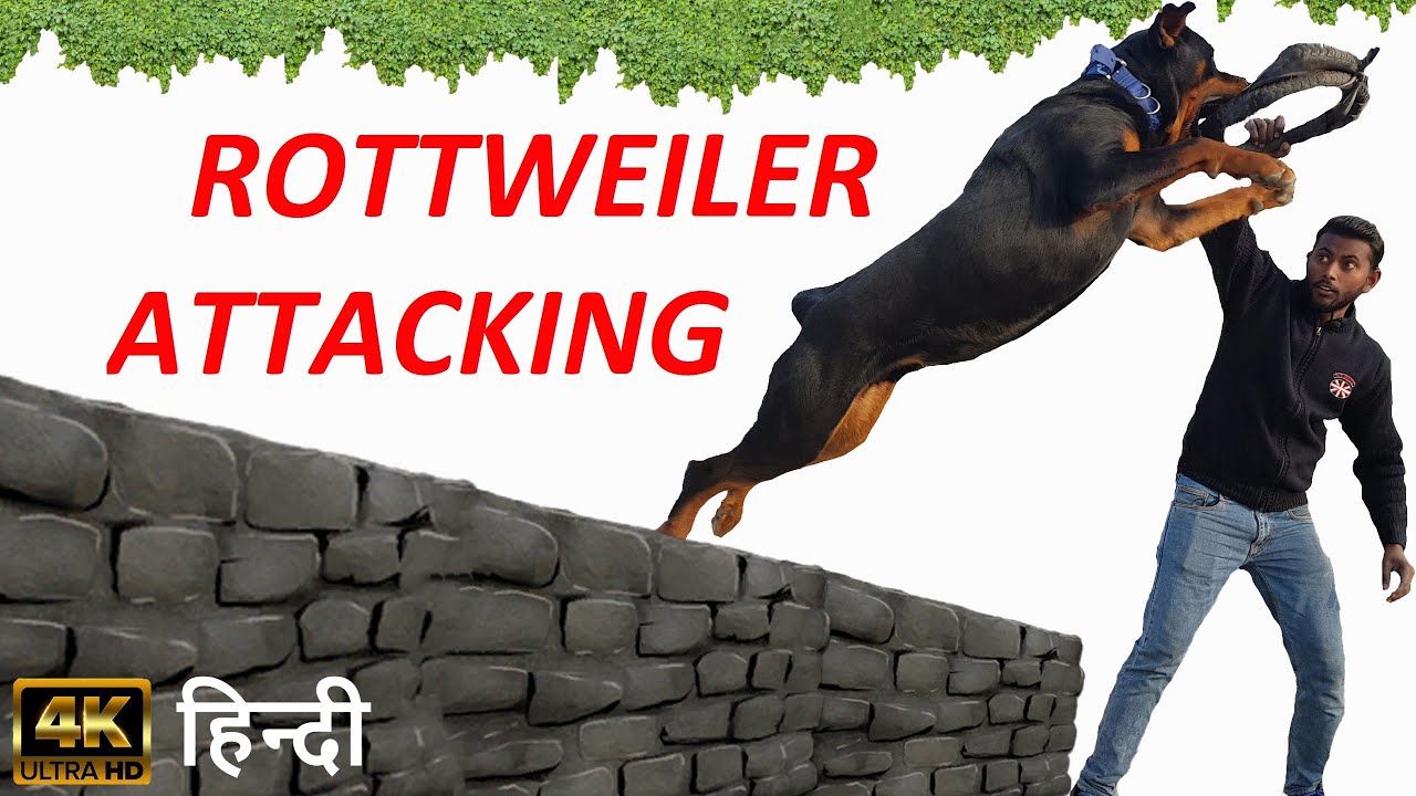 Dog Training - How to Train Your Dog to Attack For Your Safety Purpose !! Rottweiler Attacking Hindi