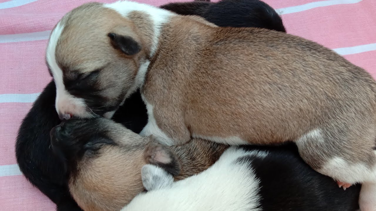 Six Day Old Puppies | March 23, 2024