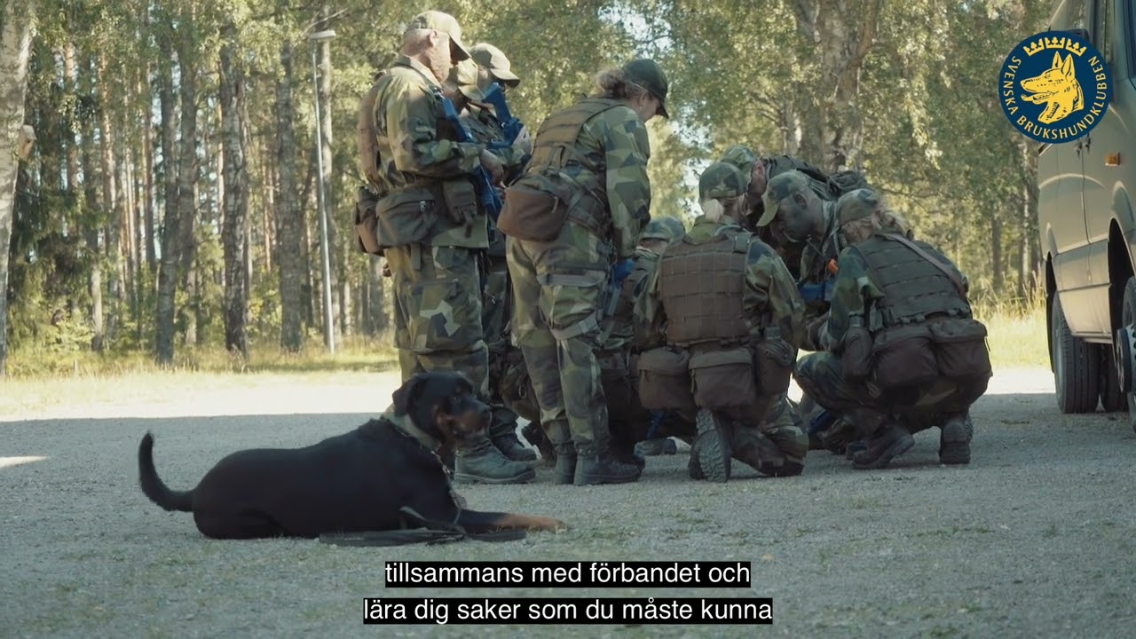 Utbilda patrullhund hos Svenska Brukshundklubben