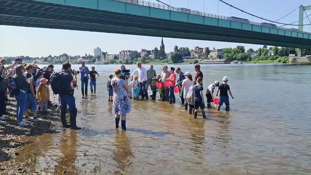 Lâcher de larves de grande alose sur le Rhin à Cologne 2025