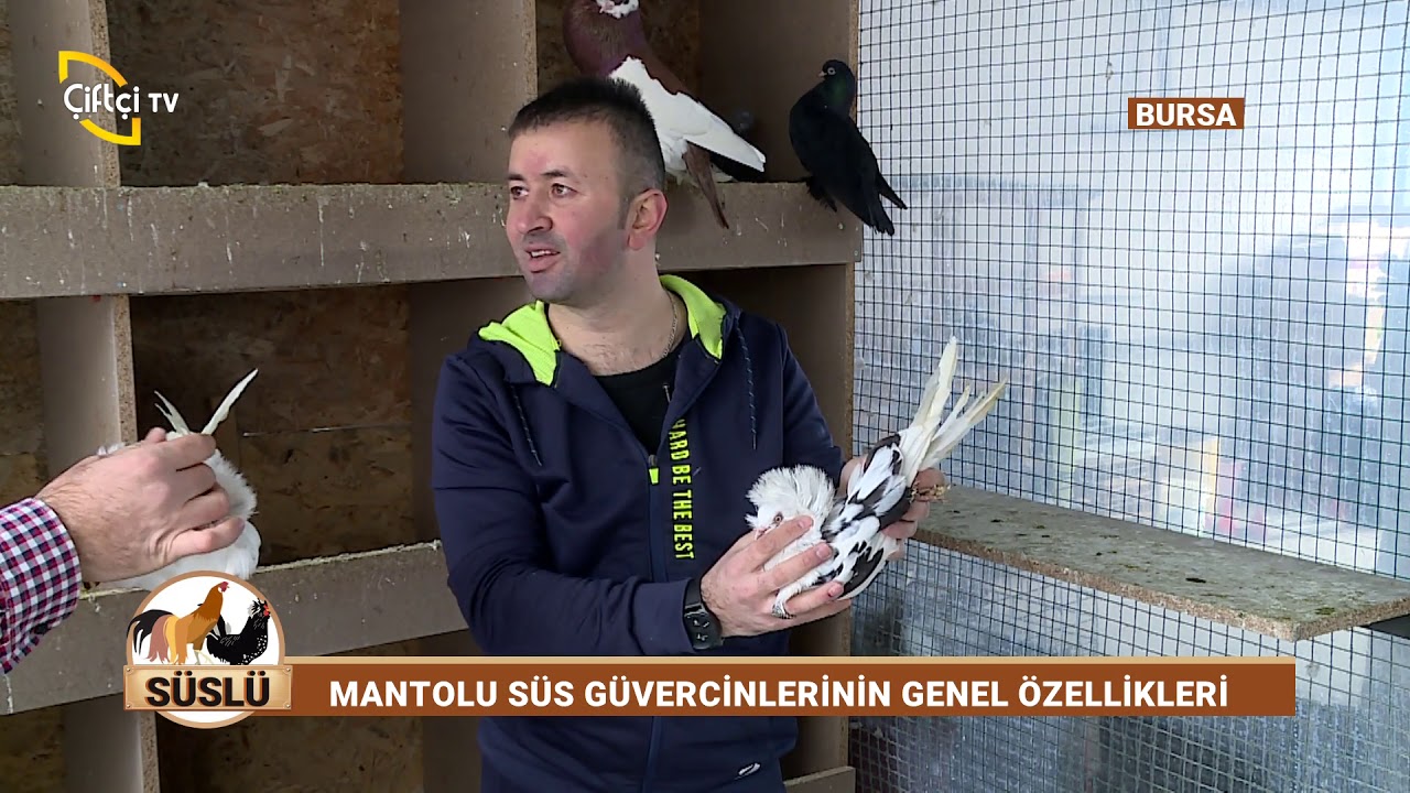 Ülkemizde Yetiştirilen Süs Güvercinleri Hakkında Bilinmeyenler - Süslü / Çiftçi TV