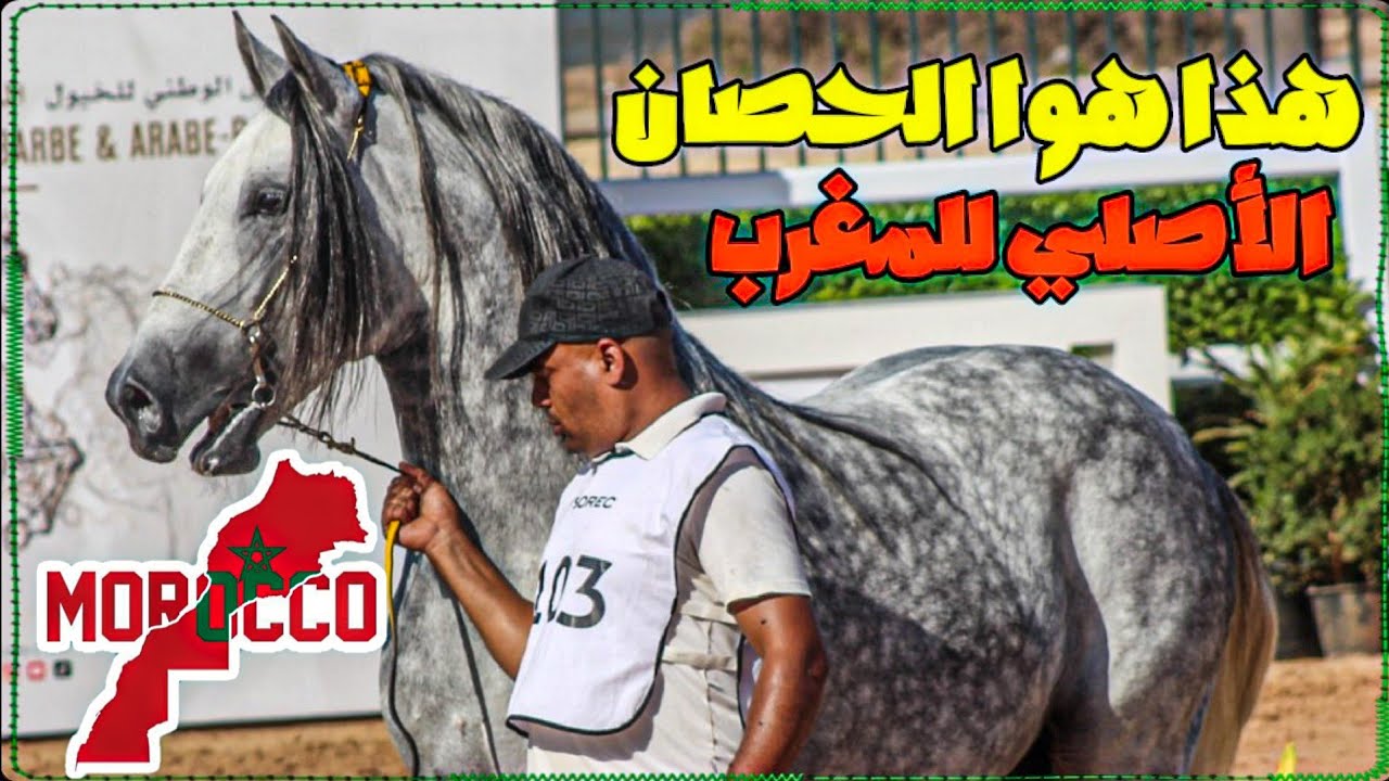 احسن ما كاين فالخيول الأصيلة للمغرب و لشمال إفريقيا و ها علاش هيا الأفضل 🇲🇦