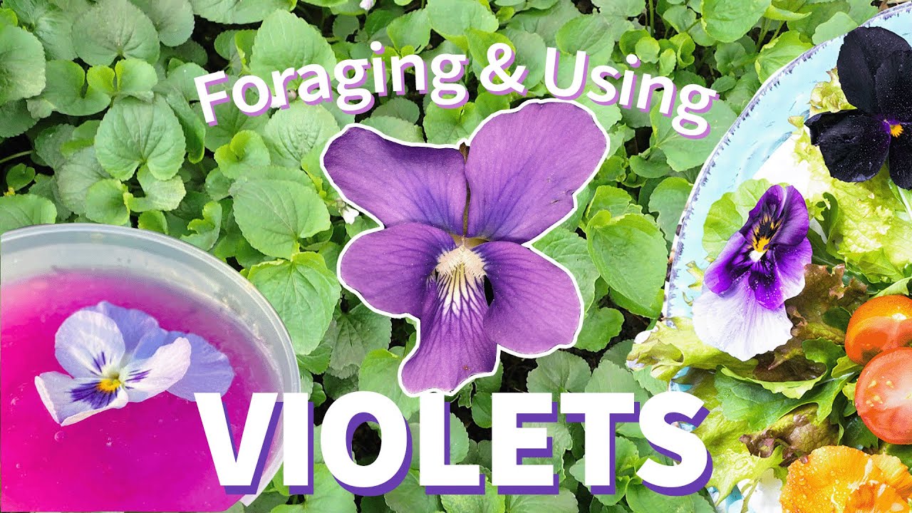 Foraging Violets: Identifying, Harvesting, Drying and Uses 🌸
