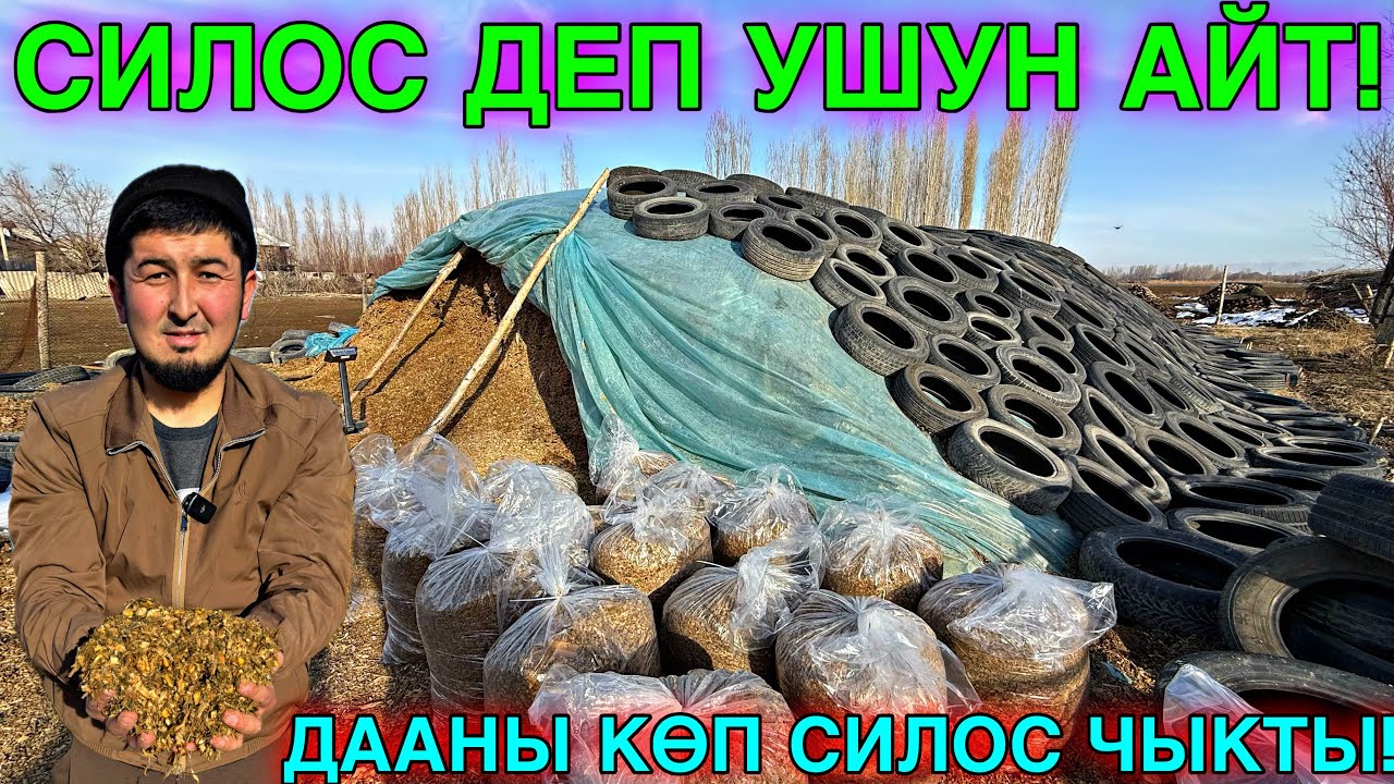 ЖАКШЫ БАСЫЛГАН СИЛОС ЧЫКТЫ 🤯#байтв 