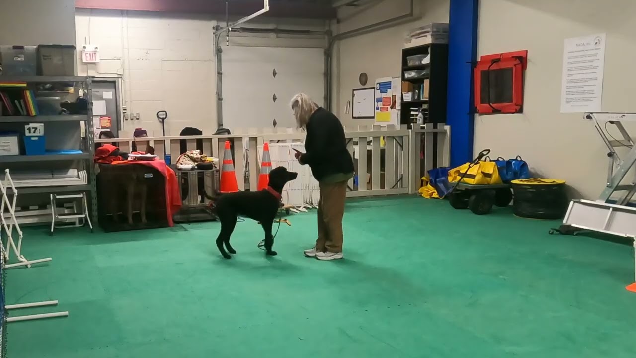 Engagement with Cued Behaviours; also working on reducing reinforcement Feb 28/26