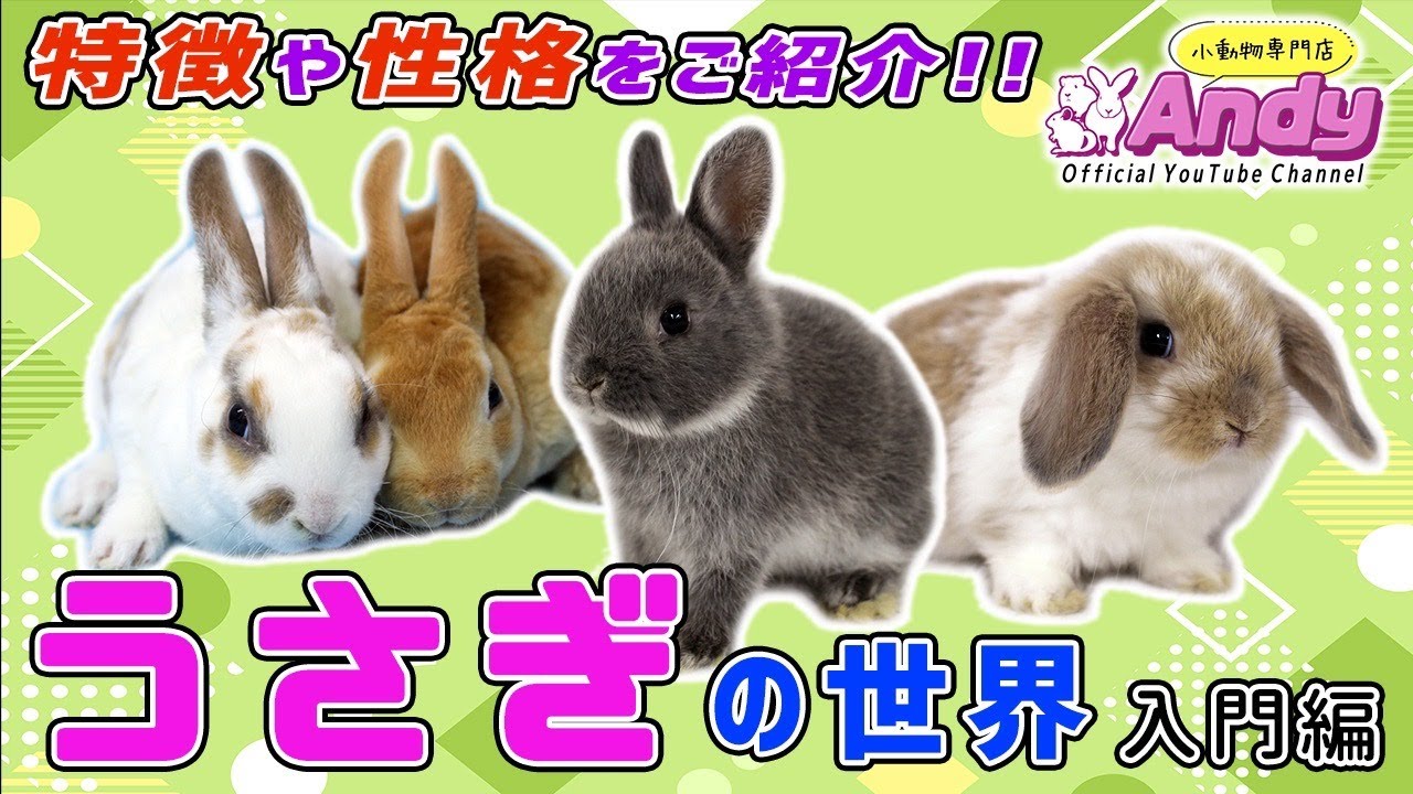 うさぎの世界～入門編～
