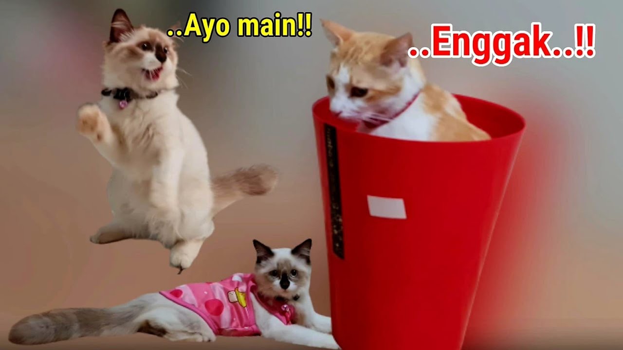 Cemburu & Marah 😹 Kucing Marco Gak Mau Main Sama Kucing Mochi ❤️ Kucing Hanum Imut Lucu
