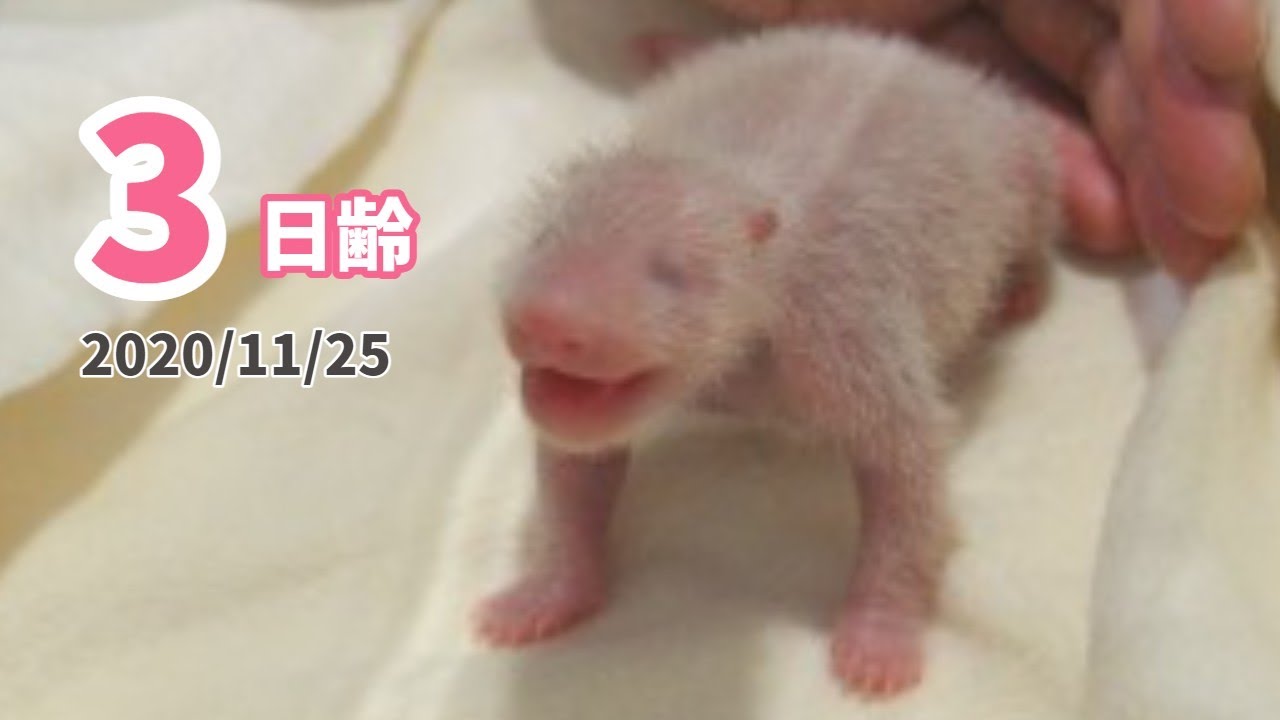 【パンダの赤ちゃん】出生時の体重を超えました！（3日齢）