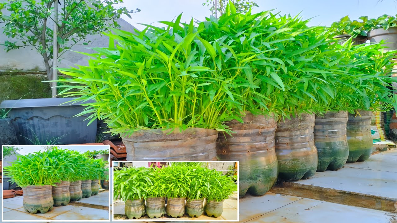 Cara menanam kangkung // di galon bekas tanpa penyiraman.