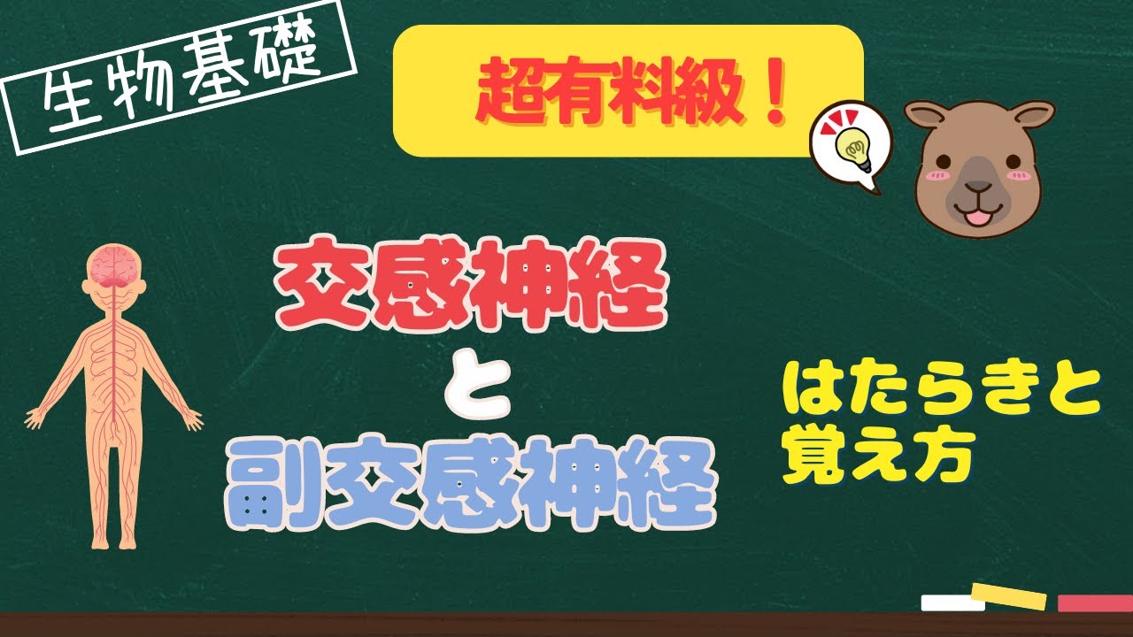【生物基礎】自律神経系のはたらきと覚え方！超有料級！！
