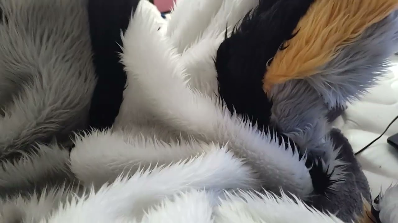 Zacharygraywolf myfurrysuitwerewolf myfurrysuit myfurrysuitmasoct myfurrysuitbelly