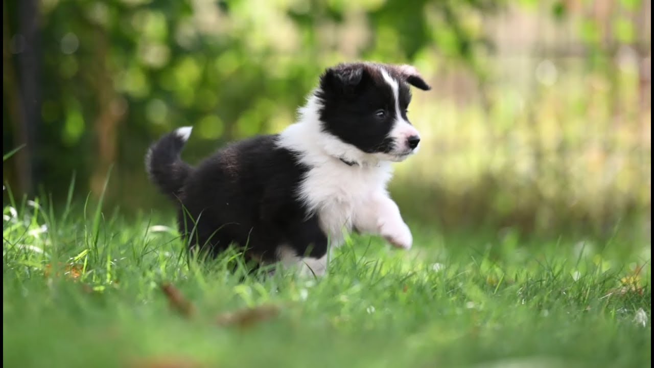 Unser U-Wurf mit 5 Wochen (Border Collie puppys)
