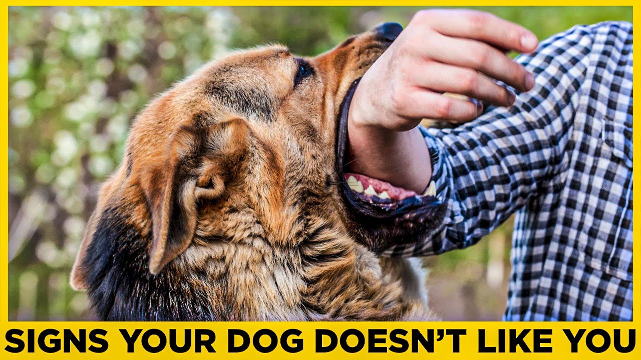 14 SIGNS YOUR DOG DOESNT LOVE YOU!